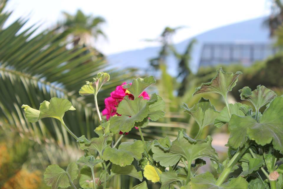 Apartmani I Sobe Goca แฮร์เซ็ก-โนวี ภายนอก รูปภาพ